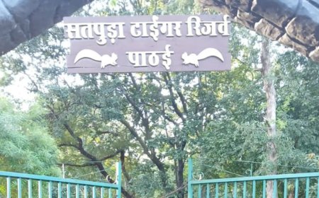 सतपुड़ा टाइगर रिजर्व में लकड़ी माफिया का आतंक, बफर जोन में सागौन के 29 बेशकीमती पेड़ काटे गए