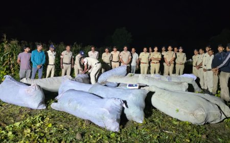 रतलाम में मक्का और कपास के खेतों में छिपाकर हो रही थी गांजे की तस्करी, अज्ञात आरोपियों पर केस दर्ज