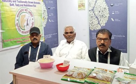 खास मिट्टी और वैनगंगा के पानी का कमाल, विदेशों तक महक बिखेर रहा है बालाघाट का चिन्नौर धान