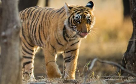 पचमढ़ी मार्ग पर पगारा के पास दिखा बाघ, तेज रफ्तार वाहनों की वजह से वन्यप्राणियों की सुरक्षा पर मंडराया खतरा