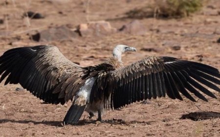 डाइक्लोफेनाक बैन के बाद मध्य प्रदेश में बढ़ा गिद्धों का कुनबा, हलाली डैम बना अनुकूल रहवास