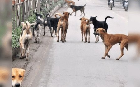 तनोडिया बस स्टैंड क्षेत्र में आवारा कुत्तों की दहशत, ग्रामीणों ने नसबंदी और कार्रवाई की मांग की