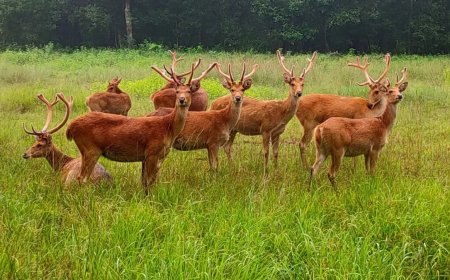 विलुप्ति की कगार से 1100 तक पहुंचा कान्हा का गौरव 'बारहसिंगा', बांधवगढ़ भेजने की तैयारी