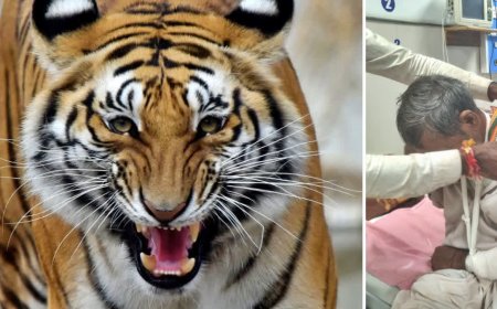 ओबेदुल्लागंज वन मंडल के चिलवाहा परिक्षेत्र में दहशत, भोपाल एम्स में इलाज जारी