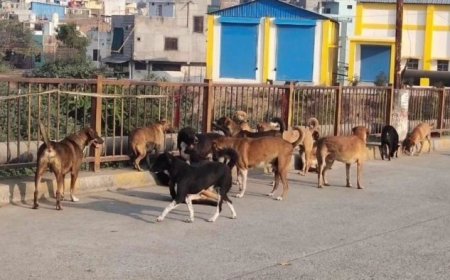 नगर निगम कॉलोनी में खेलते समय ढाई साल के मासूम पर आवारा कुत्ते का जानलेवा हमला, सिर दबोचकर खींचा