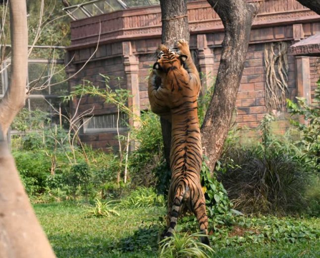 सीधी के संजय टाइगर रिजर्व में ऑनलाइन सफारी के दौरान पर्यटकों को दिखा बाघ त्रिशूल; देखें तस्वीरें