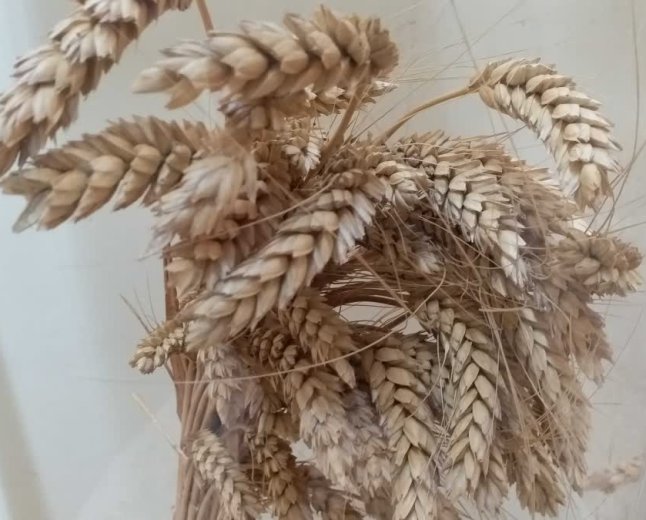 एल नीनो आधारित खेती पर फोकस, गेहूं को रस्ट बीमारी से बचाने वाली वैरायटी से होगी 3000 करोड़ की बचत