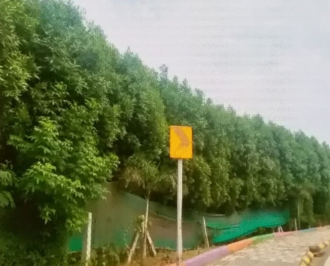 कोनोकार्पस और सप्तपर्णी पौधों पर हाईकोर्ट सख्त, इंदौर नगर निगम को दिए सख्त निर्देश