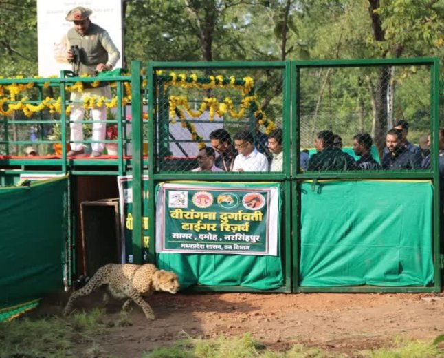 मुख्यमंत्री मोहन यादव ने नौरादेही में छोड़े दो चीते, प्रदेश को मिला चीतों का तीसरा नया घर